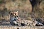 Cheetah (Acinonyx jubatus), Ngorongoro Conservation Area, Tanzania, East Africa, Africa