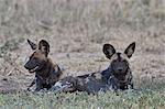 African wild dog (African hunting dog) (Cape hunting dog) (Lycaon pictus), Ngorongoro Conservation Area, Tanzania, East Africa, Africa