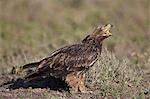 Tawny eagle (Aquila rapax) calling, Ngorongoro Conservation Area, Tanzania, East Africa, Africa