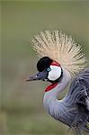 Grey crowned crane (Southern crowned crane) (Balearica regulorum), Ngorongoro Crater, Tanzania, East Africa, Africa