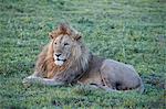 Lion (Panthera leo), Ngorongoro Crater, Tanzania, East Africa, Africa