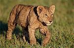 Lion (Panthera leo) cub, Ngorongoro Crater, Tanzania, East Africa, Africa