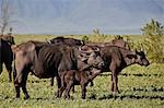 Cape buffalo (African buffalo) (Syncerus caffer) cow and calf, Ngorongoro Crater, Tanzania, East Africa, Africa