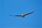 African white-backed vulture (Gyps africanus) in flight, Ngorongoro Crater, Tanzania, East Africa, Africa