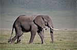 African elephant (Loxodonta africana) bull, Ngorongoro Crater, Tanzania, East Africa, Africa