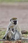 Vervet monkey (Chlorocebus aethiops) nursing, Ngorongoro Crater, Tanzania, East Africa, Africa