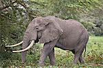 African elephant (Loxodonta africana) bull, Ngorongoro Crater, Tanzania, East Africa, Africa