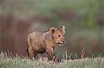 Lion (Panthera leo) cub, Ngorongoro Crater, Tanzania, East Africa, Africa