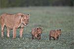 Two lion (Panthera leo) cubs and their mother, Ngorongoro Crater, Tanzania, East Africa, Africa