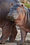 Hippopotamus (Hippopotamus amphibius) calf by its mother, Serengeti National Park, Tanzania, East Africa, Africa