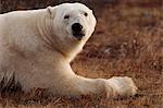 Alert polar bear (Ursus maritimus) on sub-arctic tundra grassland north of Churchill in Manitoba, Canada, North America