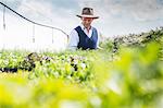 Farmer harvesting plants