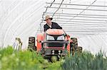Farmer driving tractor in polytunnel