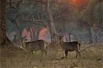 Portrait of two waterbuck (Kobus ellipsiprymnus), at dawn in acacia woodlands, Chirundu, Zimbabwe, Africa