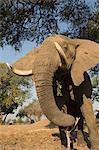 African elephant (Loxodonta africana) feeding under tree, Chirundu, Zimbabwe, Africa