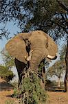 African elephant (Loxodonta africana) feeding on tree branch, Chirundu, Zimbabwe, Africa