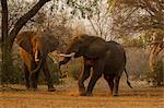 Two african elephants (Loxodonta africana) fighting, Chirundu, Zimbabwe, Africa