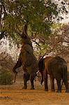 African elephant (Loxodonta africana) on hind legs feeding from tree, Chirundu, Zimbabwe, Africa