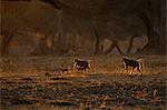 Backlit baboon family (Papio cynocephalus ursinus) walking on all fours in woodland, Chirundu, Zimbabwe, Africa