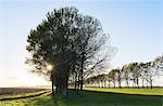 Rural tree lined road, Zeewolde, Flevoland, Netherlands, Europe