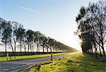Rural tree lined road, Zeewolde, Flevoland, Netherlands, Europe