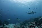 Sharks and fish by seabed, Seymour, Galapagos, Ecuador, South America