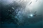 Underwater view of scuba diver diving among shoaling jack fish in blue sea, Baja California, Mexico