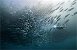 Underwater view of scuba diver diving among shoaling jack fish in blue sea, Baja California, Mexico