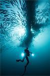 Underwater view of scuba diver diving below shoaling jack fish in blue sea, Baja California, Mexico