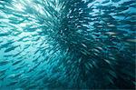 Underwater view of swimming jack fish shoal in blue sea, Baja California, Mexico