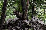 European brown bear (Ursus arctos) looking down from rocks in Notranjska forest, Slovenia