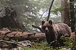 European brown bear (Ursus arctos) in Notranjska forest, Slovenia