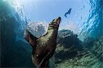 Playful sea lions, La Paz, Baja California Sur, Mexico