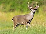 Mule deer buck (Odocoileus hemionus) in grassland, Point Reyes National Seashore, California, USA