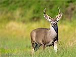 Portrait of mule deer buck (Odocoileus hemionus) in grassland, Point Reyes National Seashore, California, USA