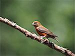 Male red Crossbill (Loxia curvirostra) perched on tree branch, Point Reyes National Seashore, California, USA