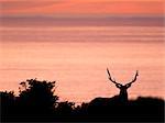 Silhouetted tule elk buck (Cervus canadensis nannodes) on coast at sunset, Point Reyes National Seashore, California, USA