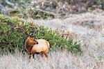 Tule elk buck (Cervus canadensis nannodes) looking back in long grass, Point Reyes National Seashore, California, USA