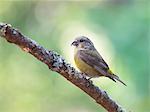 Female red Crossbill (Loxia curvirostra) perched on tree branch, Point Reyes National Seashore, California, USA