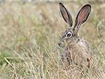 Black-tailed jackrabbit (Lepus californicus) in long grass, Point Reyes National Seashore, California, USA