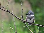 Belted Kingfisher (Megaceryle alcyon), resting on branch, Bird Creek, Anchorage, Alaska, United States, North America