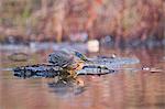 Green Heron (Butorides virescens), close-up, Sutro Baths, San Francisco, California, United States, North America