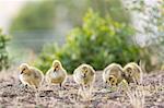 Young Canadian Geese (Branta canadensis), San Francisco, California, United States, North America