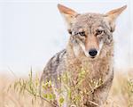 Coyote (Canis latrans), Bernal Heights, San Francisco, California, United States, North America