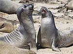 Male Northern elephants seals (mirounga angustirostris) sparring, Ano Nuevo State Park, Pescadero, California, United States, North America