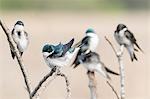 Tree Swallows (tachycineta bicolor) perched on branch, Coyote Hills Regional Park, California, United States, North America