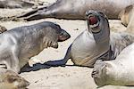 Male Northern elephants seals (mirounga angustirostris) sparring, Ano Nuevo State Park, Pescadero, California, United States, North America