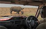 Man in vehicle looking at black rhino grazing, Nairobi National Park, Nairobi, Kenya, Africa