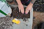 Cropped view of woman planting watermelon seeds in seed trays