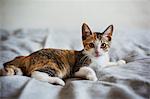 Close up of calico cat with white, red and black patches lying on a bed.